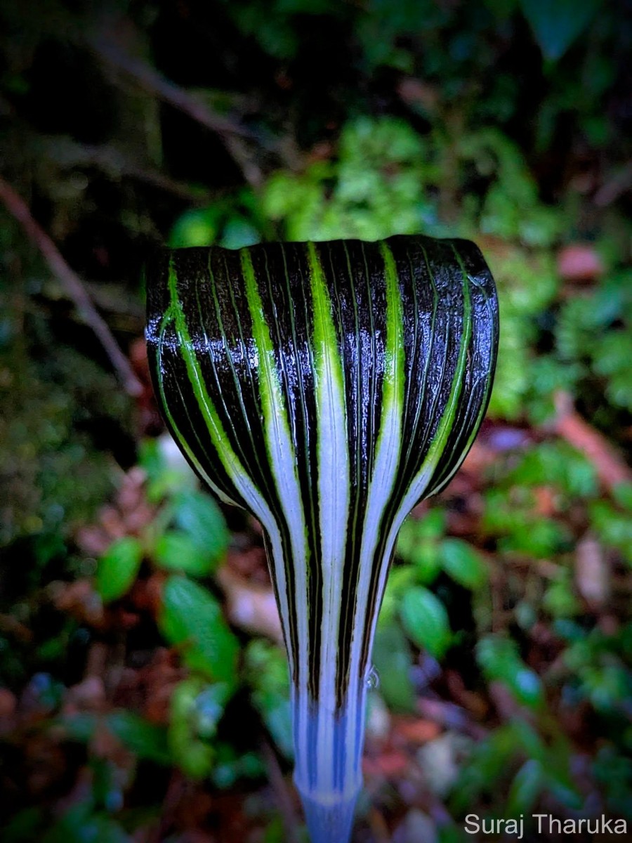 Arisaema leschenaultii Blume